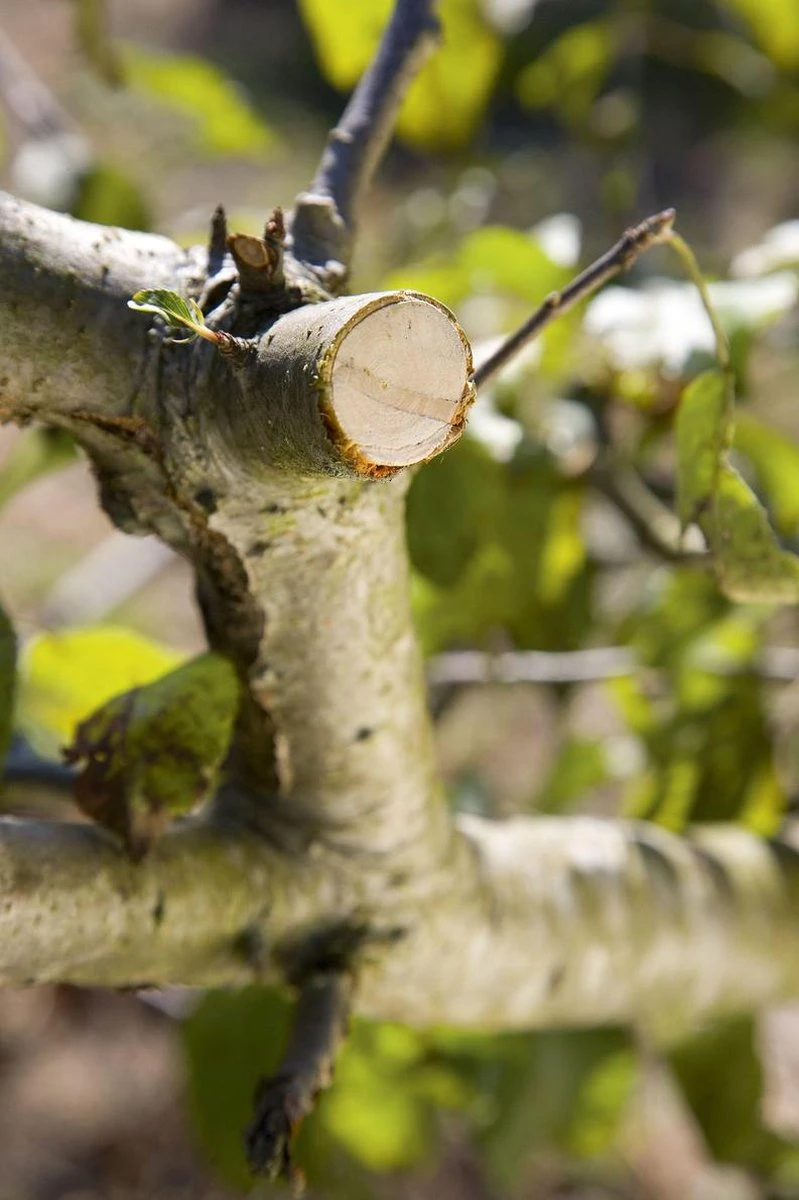 GARDENA - Comfort - Hefboomsnoeischaar Smartcut - Snoeischaar - Takdikte Max. 22 Mm - Afbeelding 4